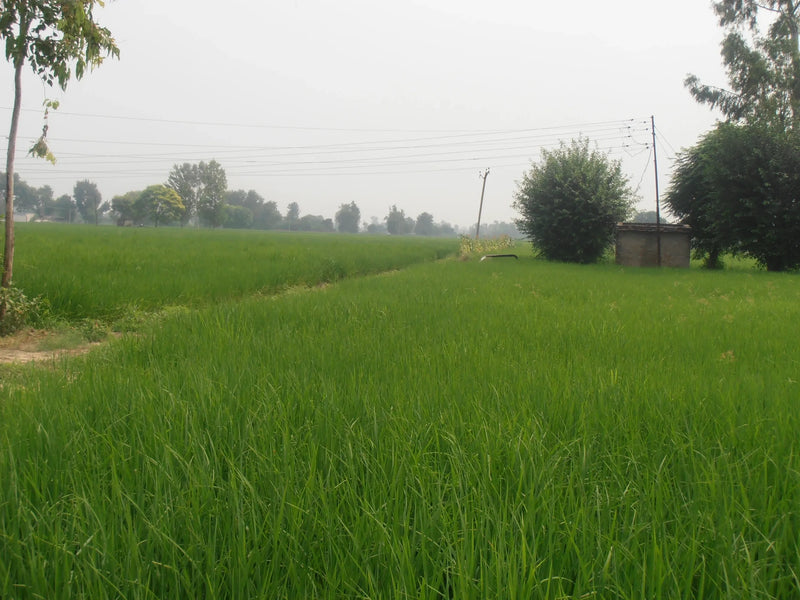 Punjab agriculturist develops 'stubble burning' solution